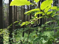 Lonicera nigra