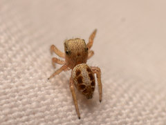 Pelegrina pervaga