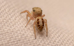 Pelegrina pervaga