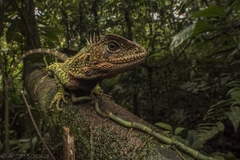 Enyalioides laticeps