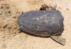 North African Catfish photo 5