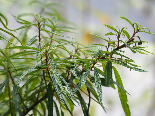 Image of Debregeasia orientalis by no rights reserved