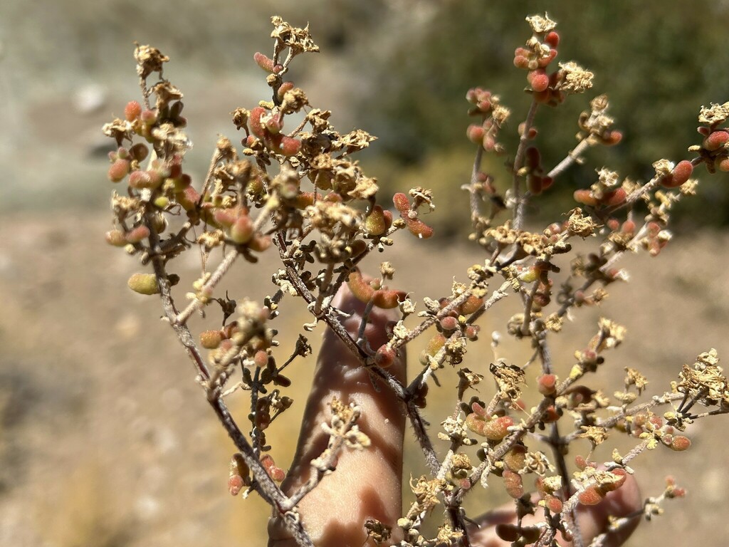 Drosanthemum lignosum