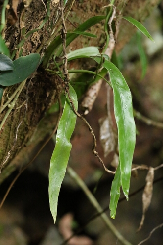 Elaphoglossum yoshinagae iNat (3)