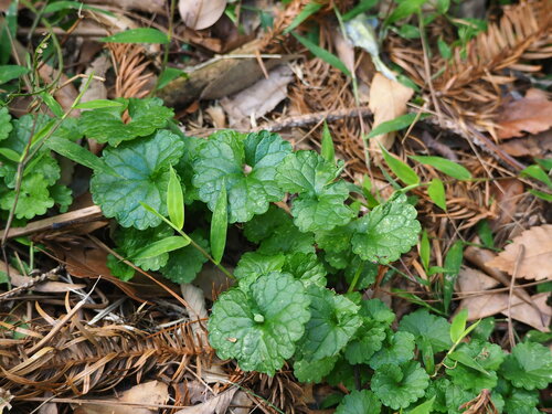 Image of Glechoma Grandis (Glechoma grandis) by no rights reserved
