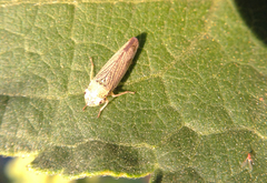 Graphocephala confluens