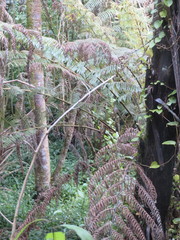 Phyllocladus trichomanoides