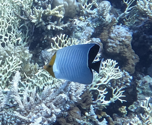 Maskerkoraalvlinder (Chaetodon larvatus) — Chaetodontidae — 2