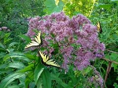 Papilio glaucus