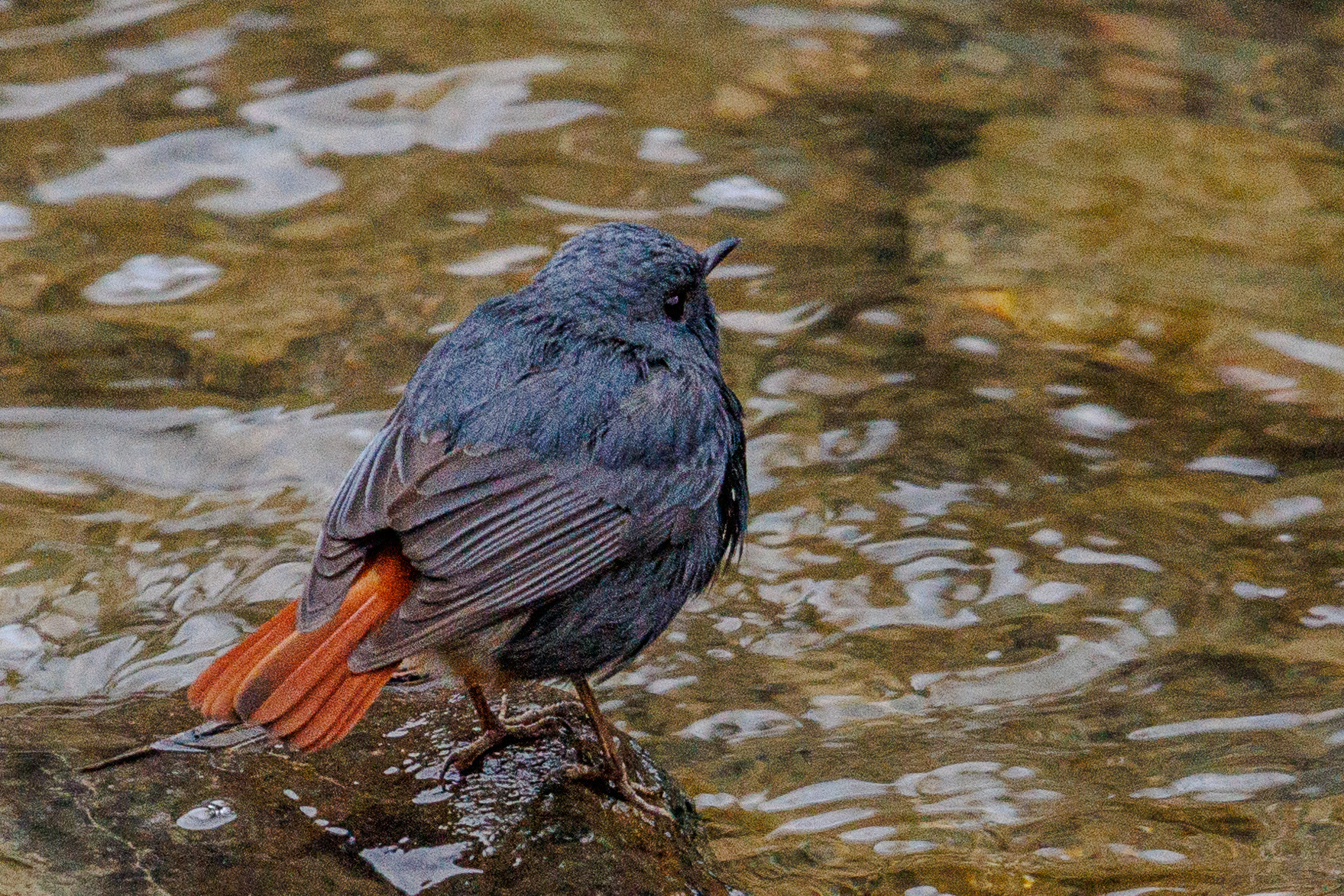 Plumbeous Water Redstart