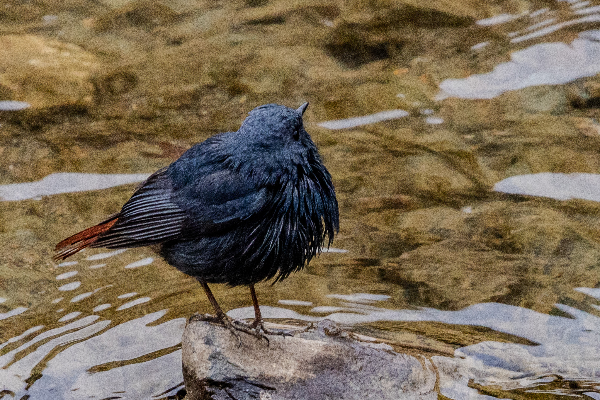 Plumbeous Water Redstart