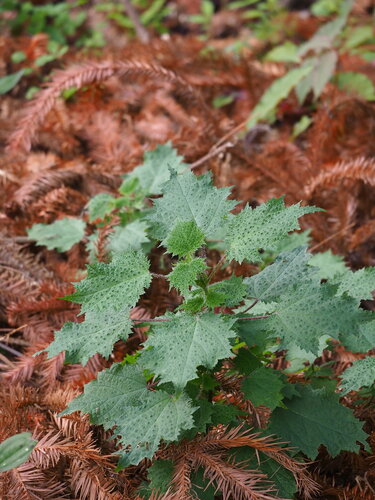 Image of Urtica thunbergiana by no rights reserved