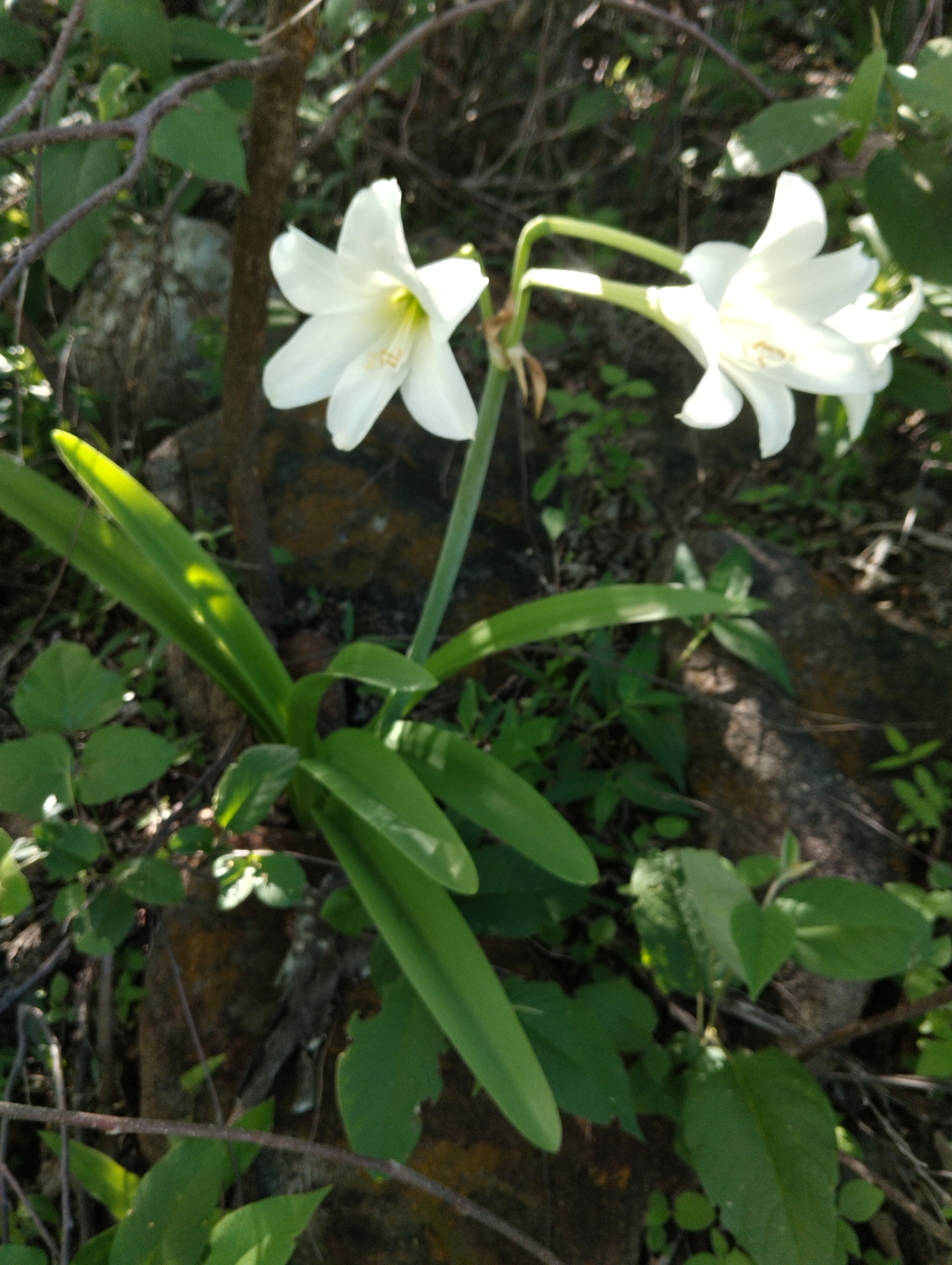 Hippeastrum elegans