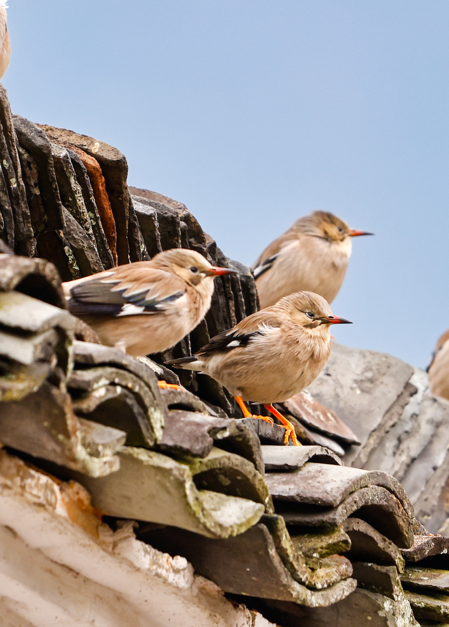 Red-billed Starling