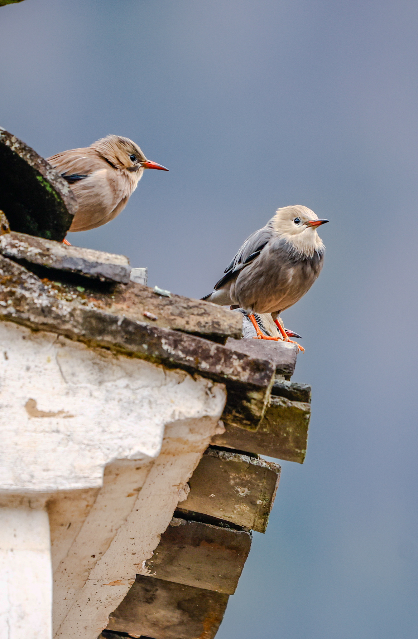 Red-billed Starling