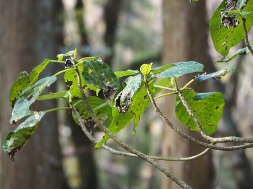 Image of Dendrocnide meyeniana by no rights reserved