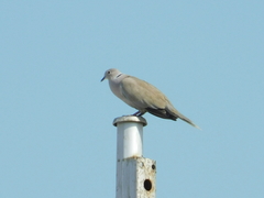 Streptopelia decaocto