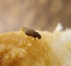 Drosophila repleta