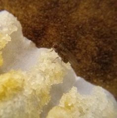 Drosophila repleta