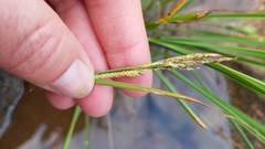 Carex lenticularis