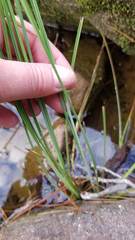 Carex lenticularis