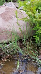 Carex lenticularis