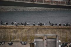 Columba livia domestica