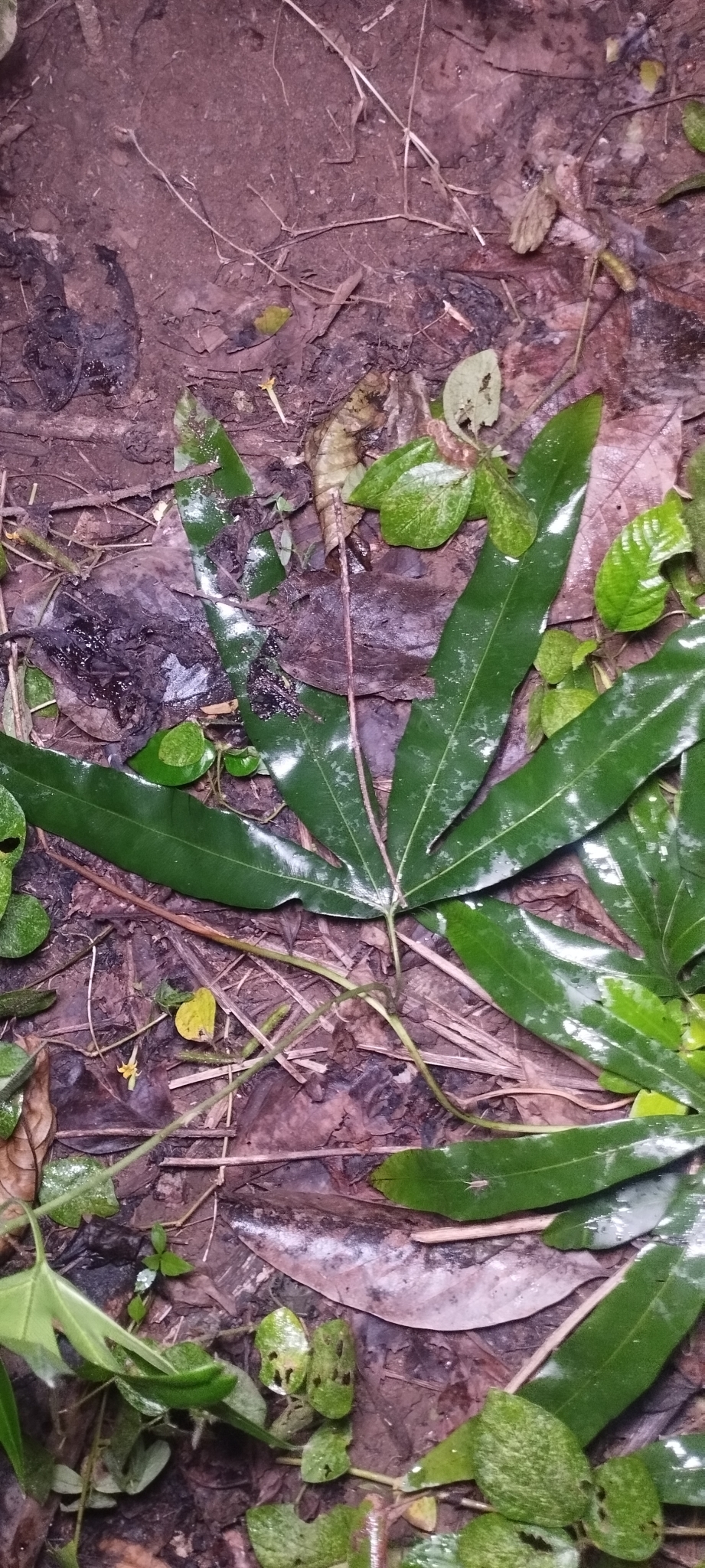 Lygodium circinnatum