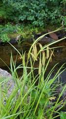 Carex gynandra