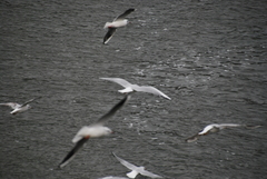 Chroicocephalus ridibundus