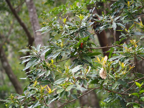 Image of Elaeocarpus decipiens by no rights reserved