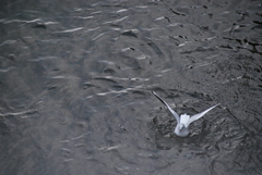 Chroicocephalus ridibundus