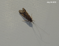 Macrostemum radiatum