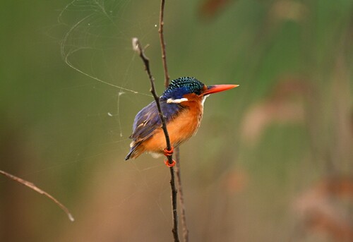 Martin-pêcheur huppé (Corythornis cristatus)