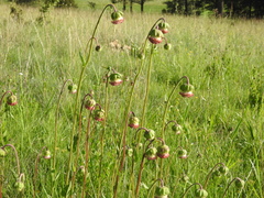 Brickellia monocephala