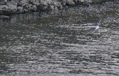 Chroicocephalus ridibundus