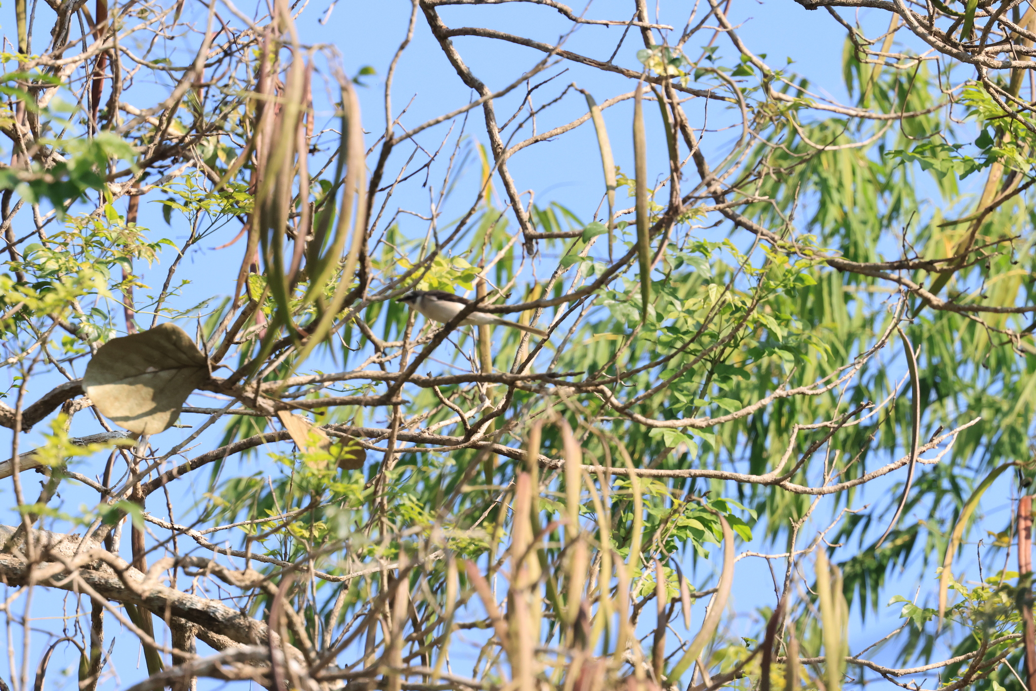 Swinhoe's Minivet (Pericrocotus cantonensis), photo 6