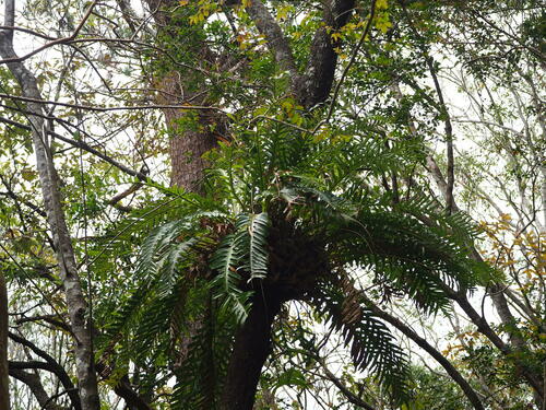 Image of Drynaria coronans by no rights reserved