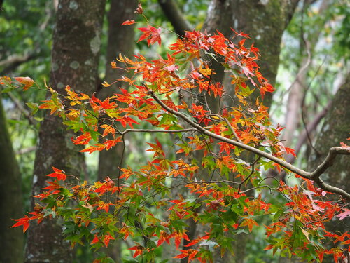 Image of Acer serrulatum by no rights reserved