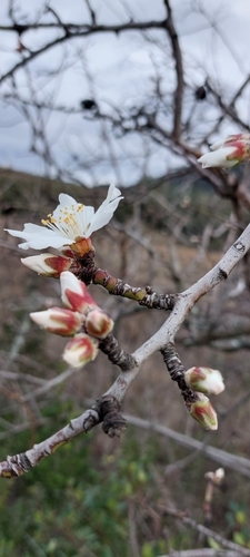 Prunus amygdalus