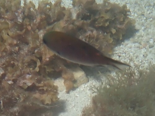 West Australian chromis (Chromis westaustralis) — Pomacentridae — 5