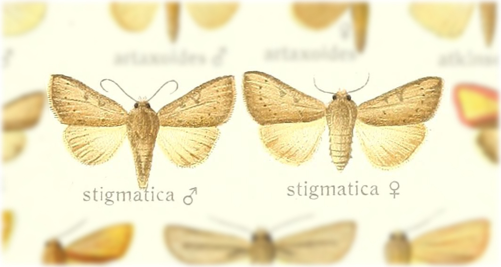 Adisura stigmatica
