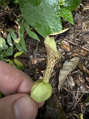 Aristolochia arcuata, photograph Pedro Alvaro Neves, CC BY, iNaturalist via GBIF