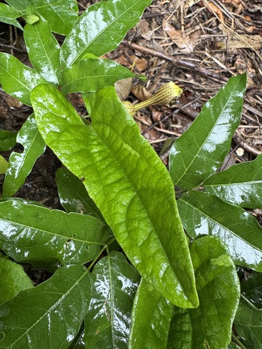 Aristolochia arcuata, photograph 6