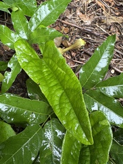 Aristolochia arcuata, photograph Pedro Alvaro Neves, CC BY, iNaturalist via GBIF