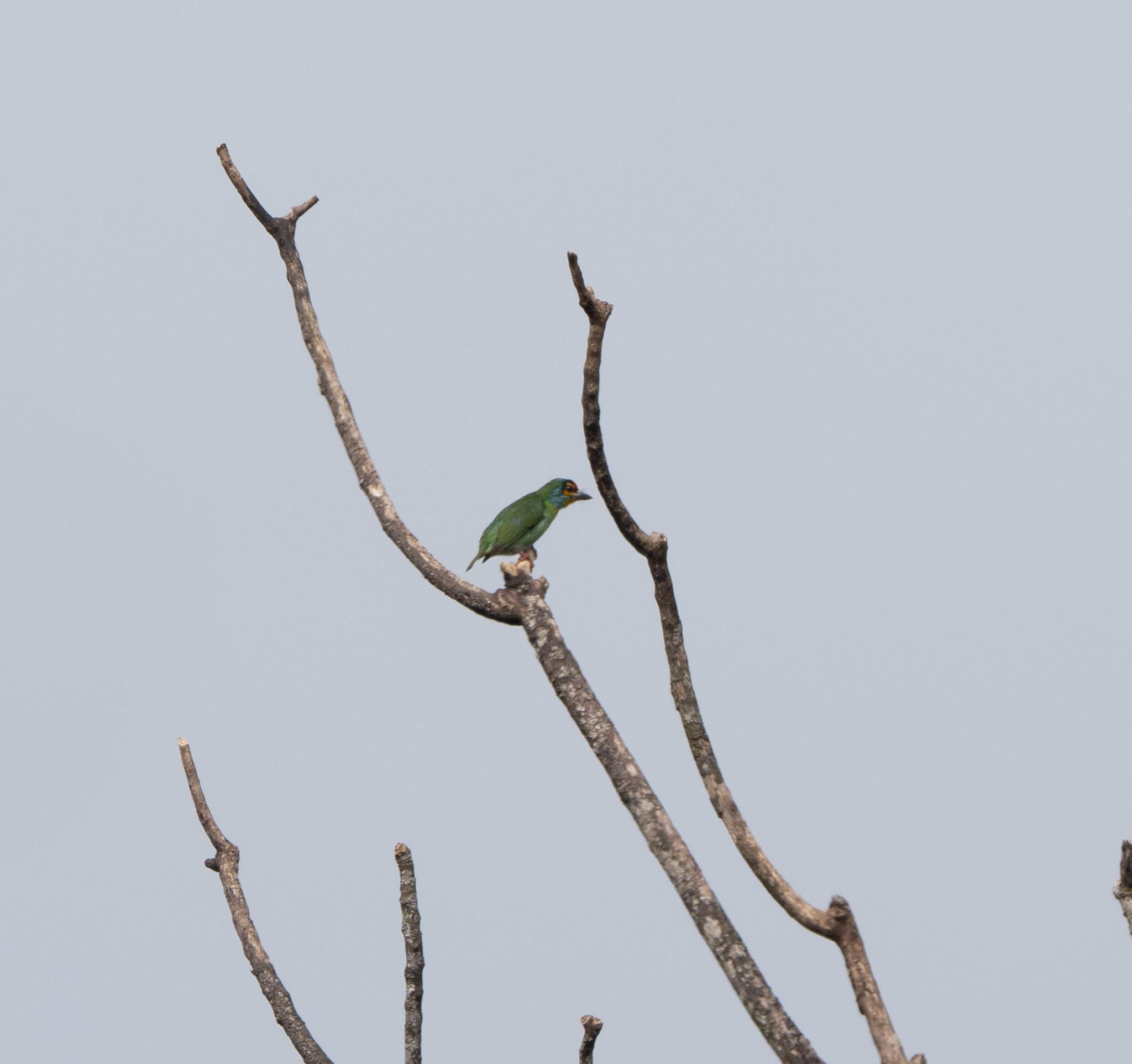 Crimson-fronted Barbet (Psilopogon rubricapillus), photo 4
