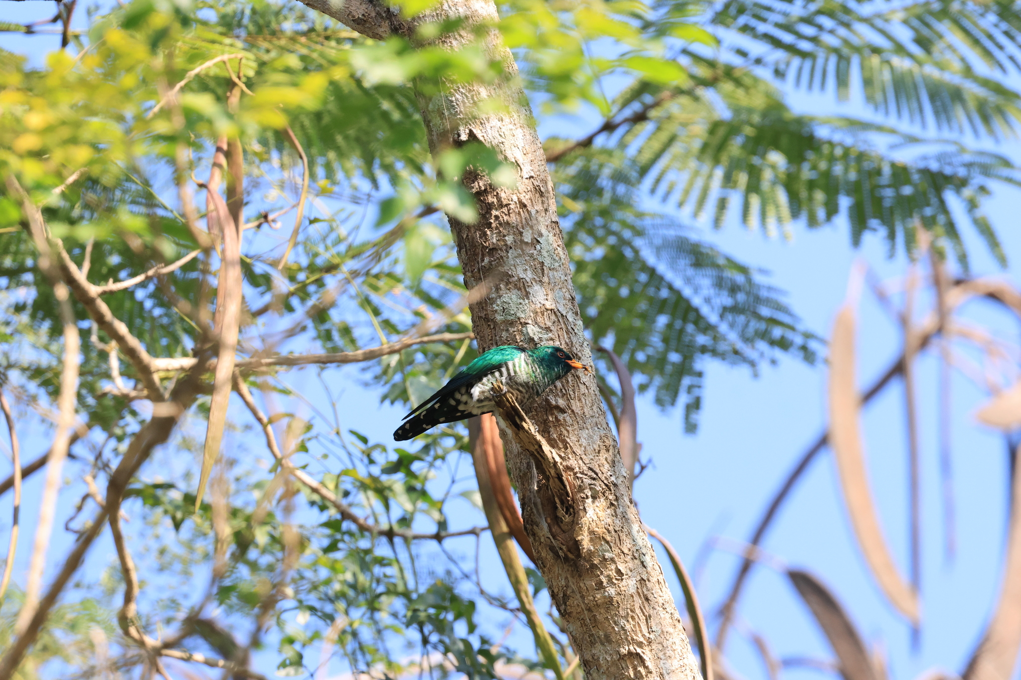 Asian Emerald Cuckoo (Chrysococcyx maculatus), photo 5