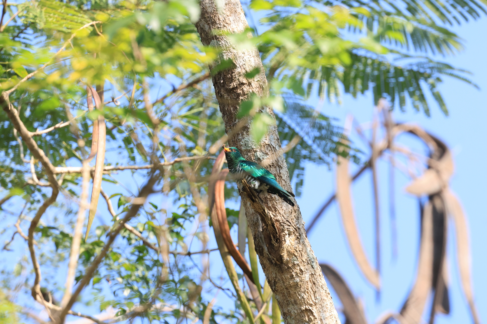 Asian Emerald Cuckoo (Chrysococcyx maculatus), photo 4