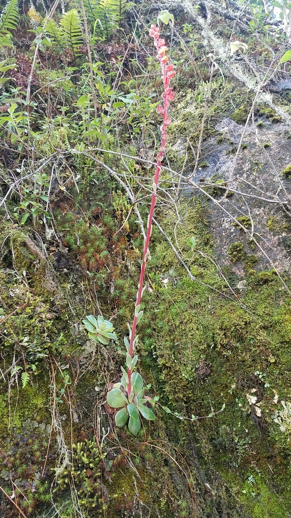 Echeveria helmutiana, Oaxaca, MX
