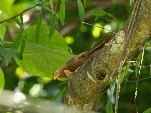 Orange-billed Babbler (Argya rufescens), photo 10